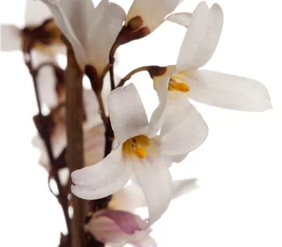 Abeliophyllum distichum Abeliophyllum distichum