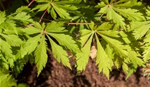 Japanischer Feuerahorn 'Aconitifolium'