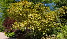 Japanischer Feuerahorn 'Aconitifolium'