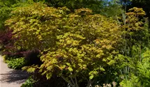 Japanischer Feuerahorn 'Aconitifolium'