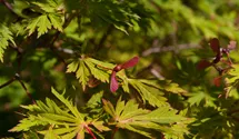 Japanischer Feuerahorn 'Aconitifolium'