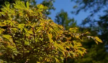 Japanischer Feuerahorn 'Aconitifolium'