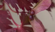 Japanischer Feuerahorn 'Aconitifolium'