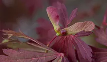 Japanischer Feuerahorn 'Aconitifolium'