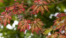 Japanischer Feuerahorn 'Aconitifolium'