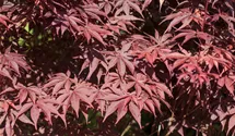 Fächerahorn 'Bloodgood'