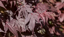 Fächerahorn 'Bloodgood'