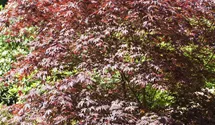 Fächerahorn 'Bloodgood'
