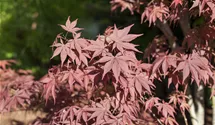 Fächerahorn 'Bloodgood'