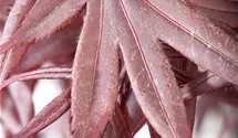 Fächerahorn 'Bloodgood'