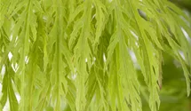 Erable palmé 'Dissectum'