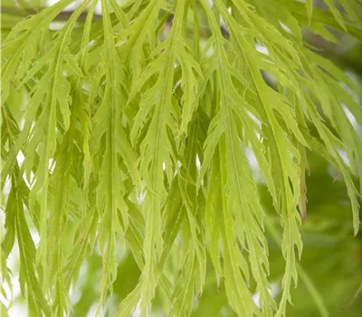 Acer palmatum 'Dissectum' Acer palmatum 'Dissectum'