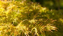 Erable palmé 'Dissectum'
