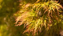 Erable palmé 'Dissectum'