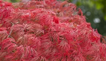 Erable palmé 'Dissectum'