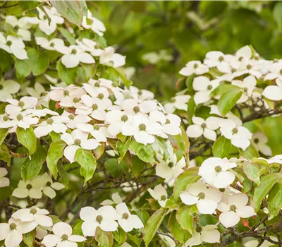 Cornus kousa Cornus kousa