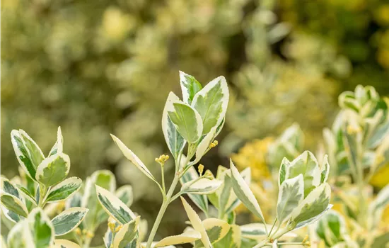 Euonymus japonicus 'Bravo'