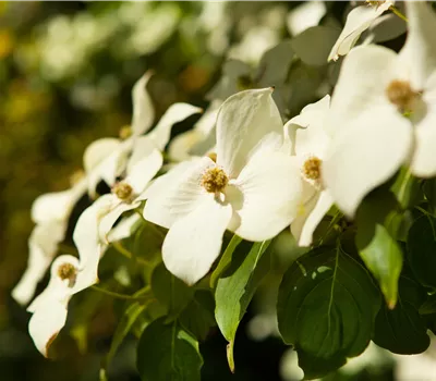 Cornus kousa var. Chinensis Cornus kousa var. Chinensis