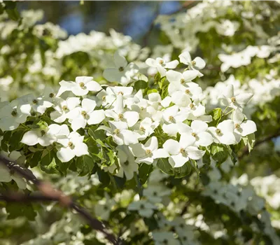 Cornus florida Cornus florida
