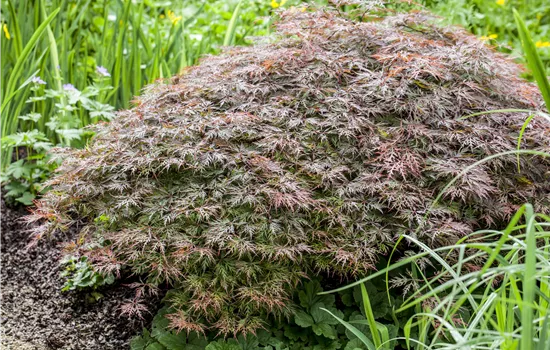 Acer palmatum 'Dissectum Garnet' 