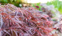 Schlitzblatt-Fächerahorn 'Garnet'