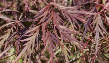 Schlitzblatt-Fächerahorn 'Garnet'