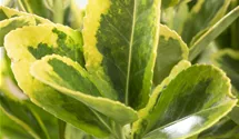 Fusain du Japon 'Aureomarginatus'