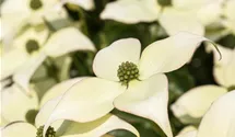 Cornouiller du Japon 'Schmetterling'