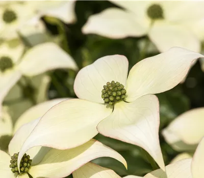 Cornus kousa chinensis 'Schmetterling' Cornus kousa chinensis 'Schmetterling'