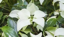 Cornouiller du Japon 'Schmetterling'