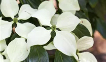 Cornouiller du Japon 'Schmetterling'
