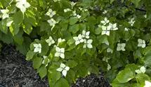 Cornouiller du Japon 'Schmetterling'