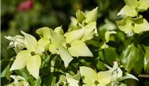 Cornouiller du Japon 'Schmetterling'
