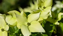 Cornouiller du Japon 'Schmetterling'