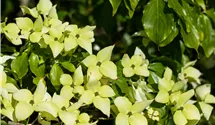 Cornouiller du Japon 'Schmetterling'