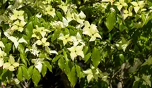 Cornouiller du Japon 'Schmetterling'