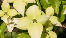 Cornouiller du Japon 'Schmetterling'