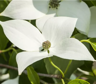 Cornus kousa 'Milky Way' Cornus kousa 'Milky Way'