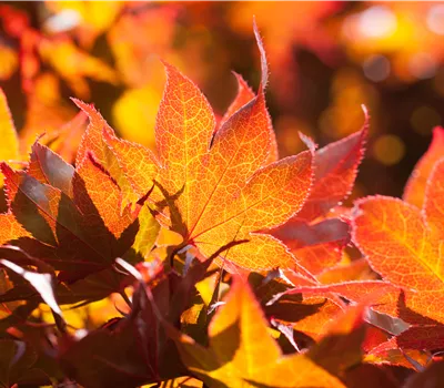 Acer palmatum 'Fireglow' Acer palmatum 'Fireglow'