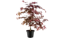 Erable palmé 'Fireglow'