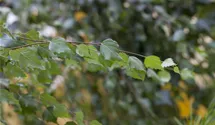 Stamm 140cm Trauerbirke 'Youngii'