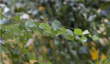 Stamm 120cm Trauerbirke 'Youngii'