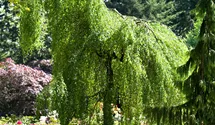 Stamm 140cm Trauerbirke 'Youngii'