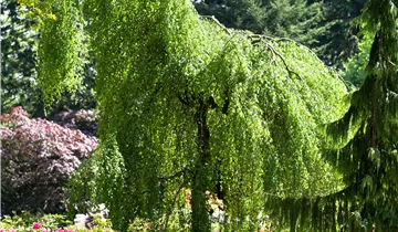 Stamm 120cm Trauerbirke 'Youngii'