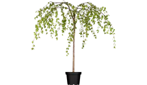 Stamm 140cm Trauerbirke 'Youngii'