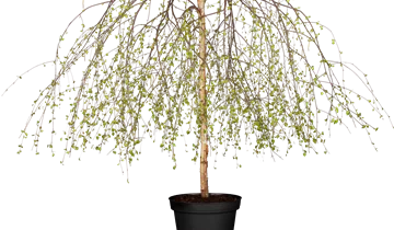 Stamm 120cm Trauerbirke 'Youngii'