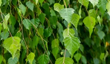 Stamm 140cm Trauerbirke 'Youngii'