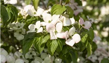 Cornouiller du Japon 'Satomi'