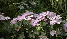 Cornouiller du Japon 'Satomi'