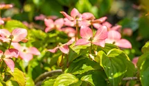 Cornouiller du Japon 'Satomi'